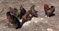 Barnevelder chicken for sale whatsapp +27631521991