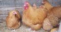 Buff Orpington chickens for sale +27631521991