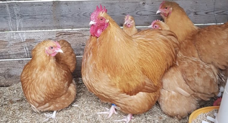 Buff Orpington chickens for sale +27631521991