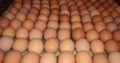 Fertile Chicken Eggs for sale watsapp +27631521991