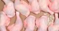 Frozen Chicken Leg for sale whatsapp +27631521991