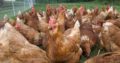 Hybrid chickens for sale Whatsapp +27631521991
