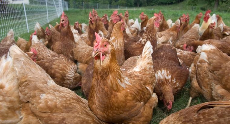 Hybrid chickens for sale Whatsapp +27631521991