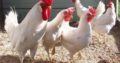 Leghorn chickens for sale whatsapp +27631521991