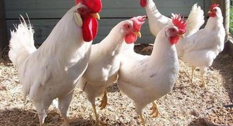 Leghorn chickens for sale whatsapp +27631521991