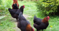 Marans chicken for sale +27631521991