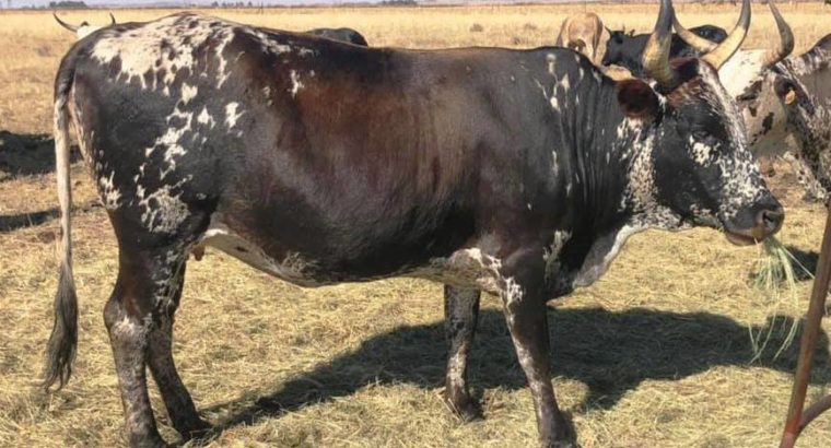 Nguni Cows for sale whatsapp +27631521991