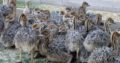 Ostrich for sale whatsapp +27631521991