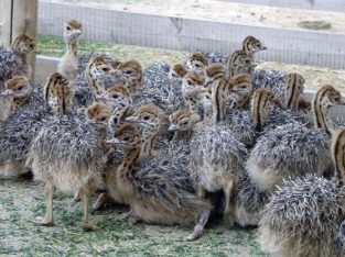 Ostrich for sale whatsapp +27631521991