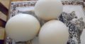 Ostrich Fertile Eggs for sale whatsapp +2763152199