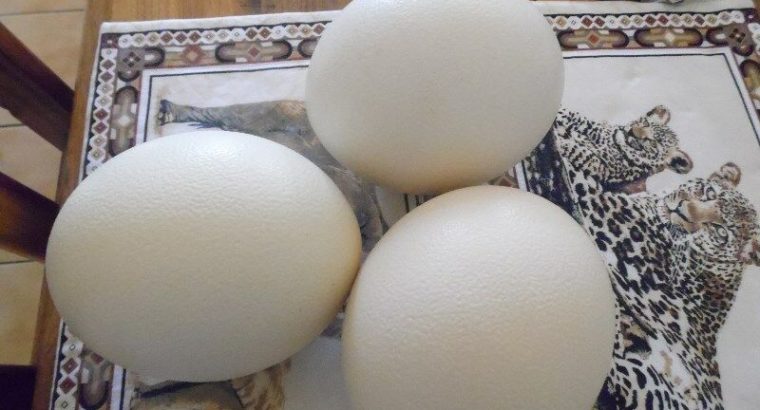 Ostrich Fertile Eggs for sale whatsapp +2763152199