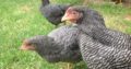 Plymouth Layers Rock chicken for sale +27631521991