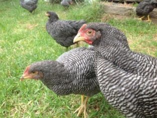 Plymouth Layers Rock chicken for sale +27631521991
