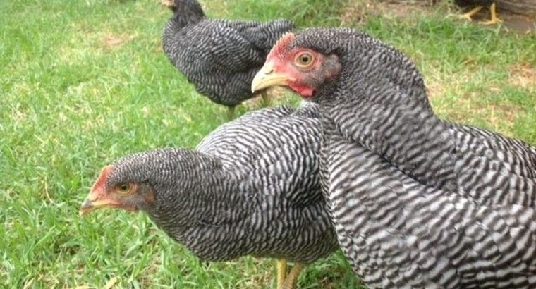 Plymouth Layers Rock chicken for sale +27631521991