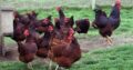 Rhode Island Red chickens for sale +27631521991