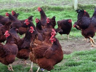Rhode Island Red chickens for sale +27631521991