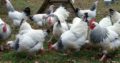 Sussex chicken for sale whatsapp +27631521991