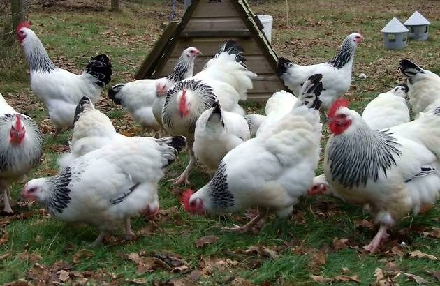 Sussex chicken for sale whatsapp +27631521991
