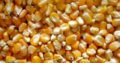 Yellow maize For Animal Feed for sale +27631521991
