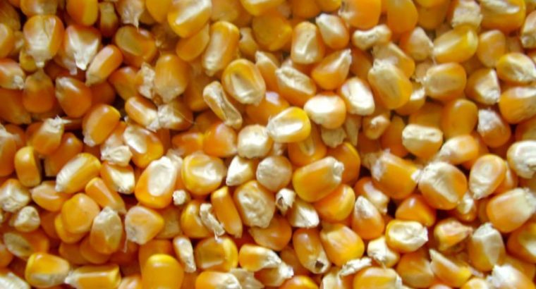 Yellow maize For Animal Feed for sale +27631521991