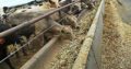 Cattle Feeds for sale whatsapp +27631521991