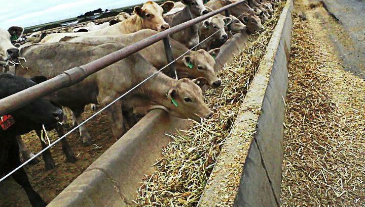 Cattle Feeds for sale whatsapp +27631521991