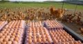 Chickens Table Eggs for sale whatsapp +27631521991