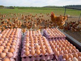 Chickens Table Eggs for sale whatsapp +27631521991