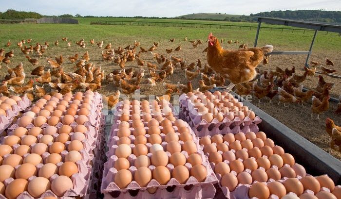 Chickens Table Eggs for sale whatsapp +27631521991