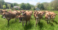 Jersey Herd cows for sale whatsapp +27631521991