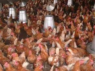 layer’s chicken
