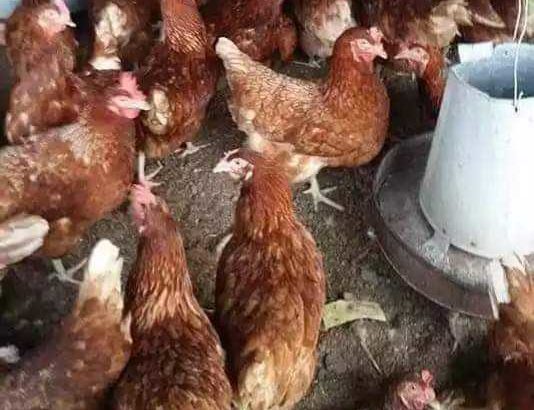 layer’s chicken