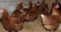 layer’s chicken