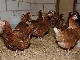 layer’s chicken
