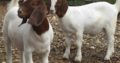 Boar goats for sale