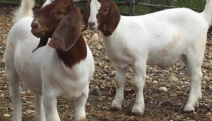 Boar goats for sale