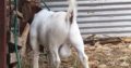 Boar goats for sale