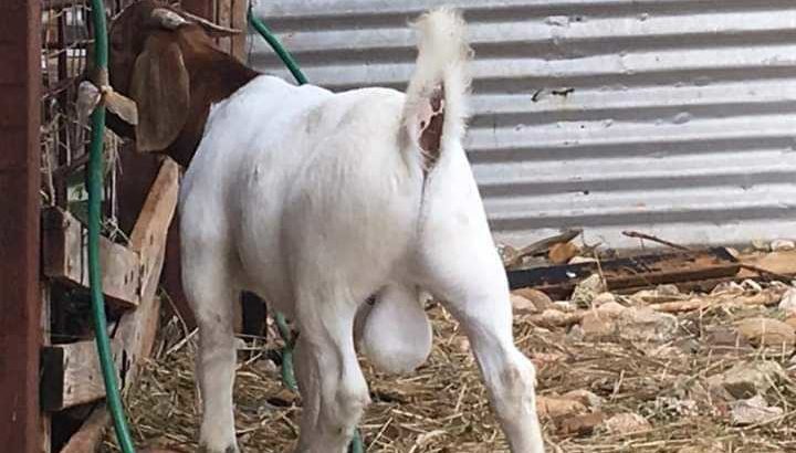 Boar goats for sale