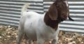 Boar goats for sale