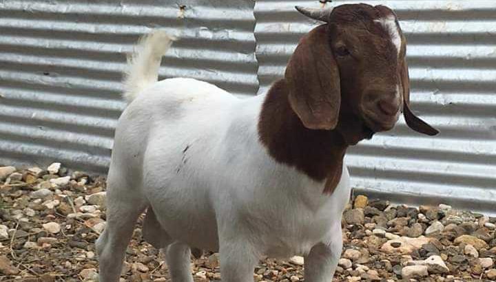 Boar goats for sale