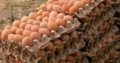 Eggs for sale