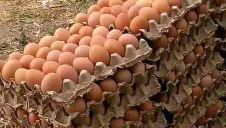 Eggs for sale