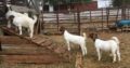 6 months old boar goat