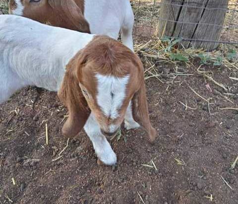 6 months old boar goat