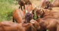 Cattles/Saanen,Boer,Kalahari etc goats