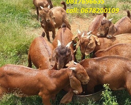 Cattles/Saanen,Boer,Kalahari etc goats