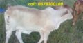 Cattles/Saanen,Boer,Kalahari etc goats