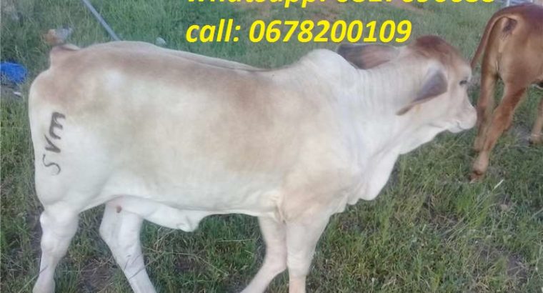 Cattles/Saanen,Boer,Kalahari etc goats