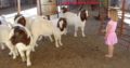 Boer/Kalahari goats (Cows) @ affordable price