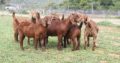 Boer/Kalahari goats (Cows) @ affordable price
